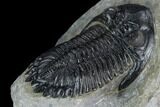 Hollardops Trilobite - Beautiful Eye Detail #125084-5